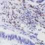 Anti-CD7 Rabbit mAb