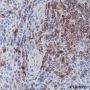 Anti-CD7 Rabbit mAb