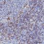 Anti-CD7 Rabbit mAb