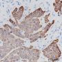 Anti-Keratin 17 Rabbit mAb
