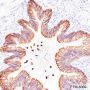 Anti-Keratin 8 Rabbit mAb