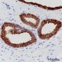 Anti-Keratin 8 Rabbit mAb