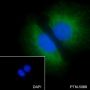 Anti-Keratin 8 Rabbit mAb