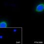 Anti-Keratin 8 Rabbit mAb