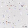 Anti-Nestin Rabbit mAb