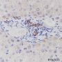 Anti-Nestin Rabbit mAb