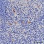 Anti-Nestin Rabbit mAb