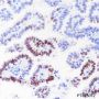Anti-SOX2 Rabbit mAb