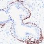 Anti-SOX2 Rabbit mAb