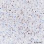 Anti-SOX2 Rabbit mAb