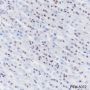 Anti-SOX2 Rabbit mAb