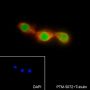 Anti-SOX2 Rabbit mAb