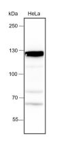 Anti-MCM2 Rabbit mAb