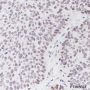 Anti-MCM2 Rabbit mAb