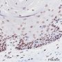Anti-MCM2 Rabbit mAb