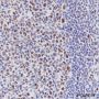 Anti-MCM2 Rabbit mAb