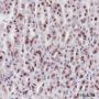 Anti-MCM2 Rabbit mAb
