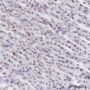 Anti-MCM2 Rabbit mAb