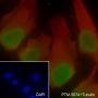 Anti-MCM2 Rabbit mAb