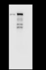 Anti-MCM2 Rabbit mAb