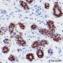 Anti-SOX10 Rabbit mAb