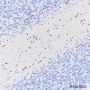 Anti-SOX10 Rabbit mAb