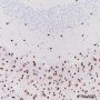 Anti-SOX10 Rabbit mAb