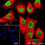 Anti-SOX10 Rabbit mAb