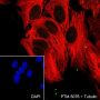 Anti-SOX10 Rabbit mAb