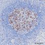 Anti-PD1 Rabbit mAb