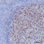Anti-PD1 Rabbit mAb