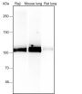 Anti-CD10 Rabbit mAb