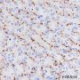 Anti-CD10 Rabbit mAb