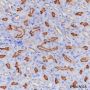 Anti-CD10 Rabbit mAb