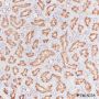 Anti-CD10 Rabbit mAb