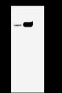 Anti-CD10 Rabbit mAb