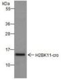 Anti-Crotonyl-Histone H2B (Lys11) Rabbit pAb