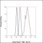 Anti-Keratin 5 Rabbit mAb
