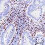 Anti-CD8 alpha Rabbit mAb