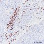 Anti-CD8 alpha Rabbit mAb