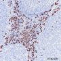 Anti-CD8 alpha Rabbit mAb