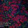 Anti-CD8 alpha Rabbit mAb