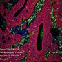 Anti-CD8 alpha Rabbit mAb