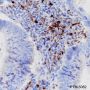 Anti-IDO1 Rabbit mAb