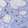 Anti-IDO1 Rabbit mAb
