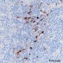 Anti-IDO1 Rabbit mAb