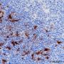 Anti-IDO1 Rabbit mAb