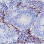 Anti-IDO1 Rabbit mAb