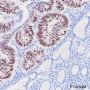 Anti-p53 Rabbit mAb