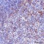 Anti-VCAM1 Mouse mAb